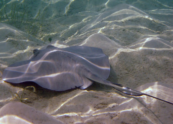 Скаты в водах на Литтл-Каймане, Каймановы острова. Фото 1 – фотографии Каймановых островов