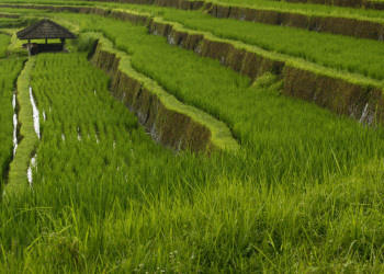 Рисовые террасы Jatiluwih, Бали  – фотографии Индонезии