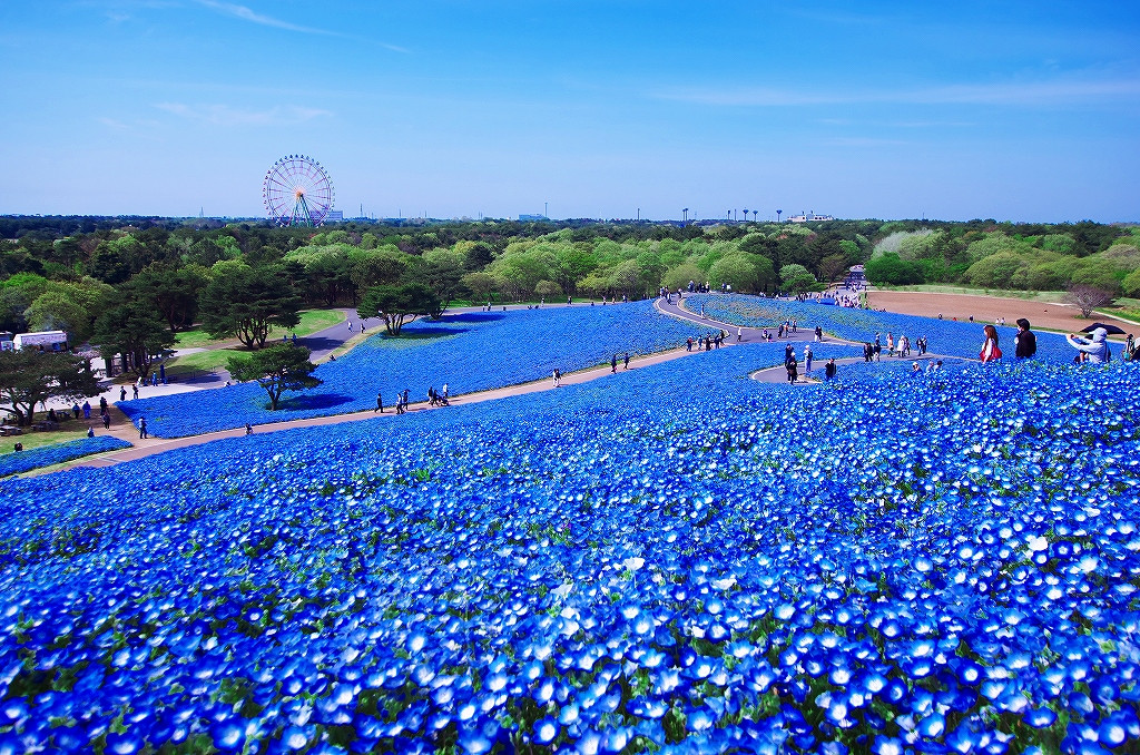 В парке Хитачи-Сисайд (Hitachi Seaside Park) – фотографии Японии