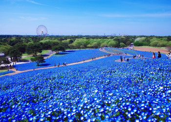 В парке Хитачи-Сисайд (Hitachi Seaside Park) – фотографии Японии