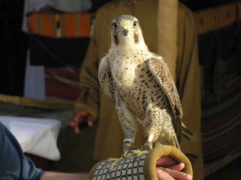 Дубай, ОАЭ, фото № 60917 – фотографии ОАЭ