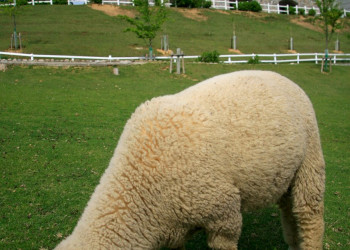 Кобе(Kobe) – фотографии Японии