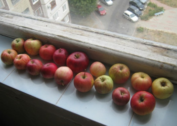 яблоки – фотографии России