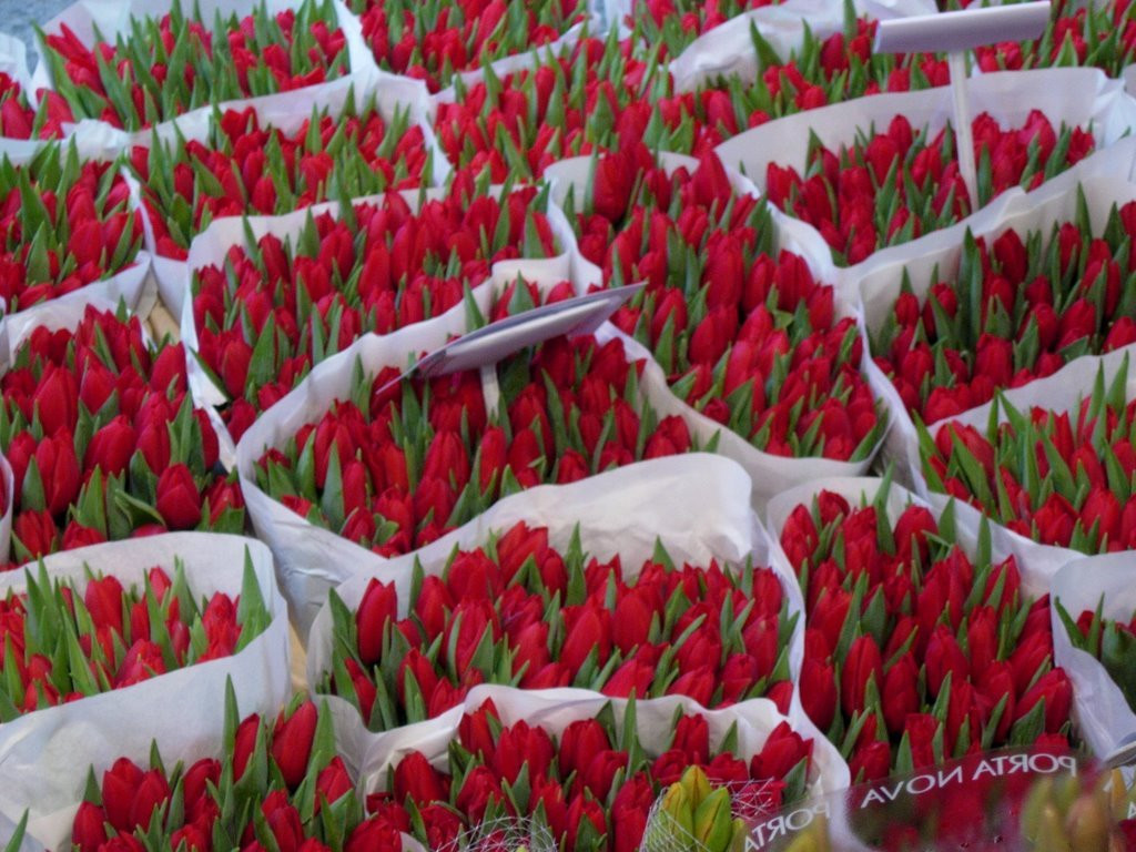 Тюльпаны, Нидерланды – фотографии Нидерландов