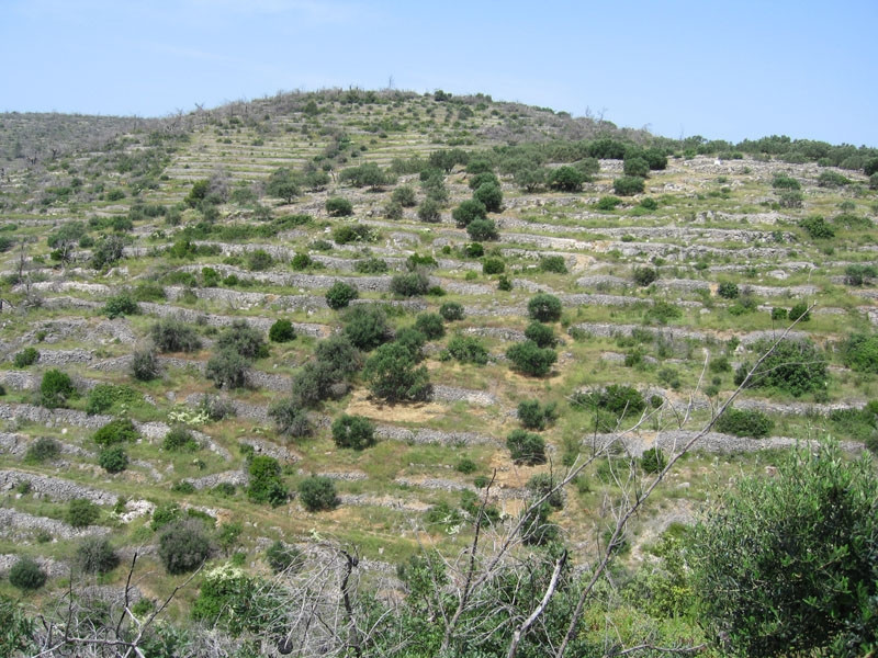 Природа на острове Корчула, Хорватия. Фото 6 – фотографии Хорватии