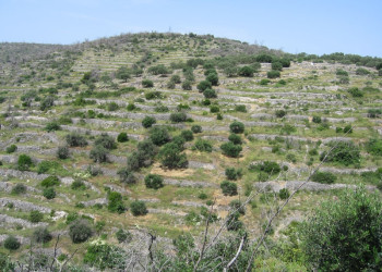 Природа на острове Корчула, Хорватия. Фото 6 – фотографии Хорватии