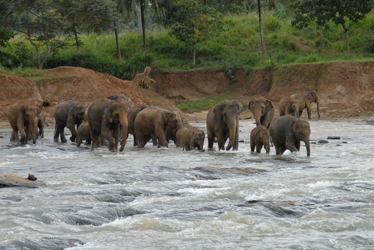 Шри-Ланка, фото № 1171 – фотографии Шри-Ланки