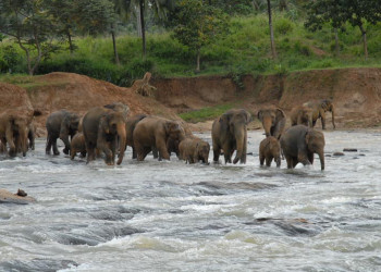 Шри-Ланка, фото № 1171 – фотографии Шри-Ланки