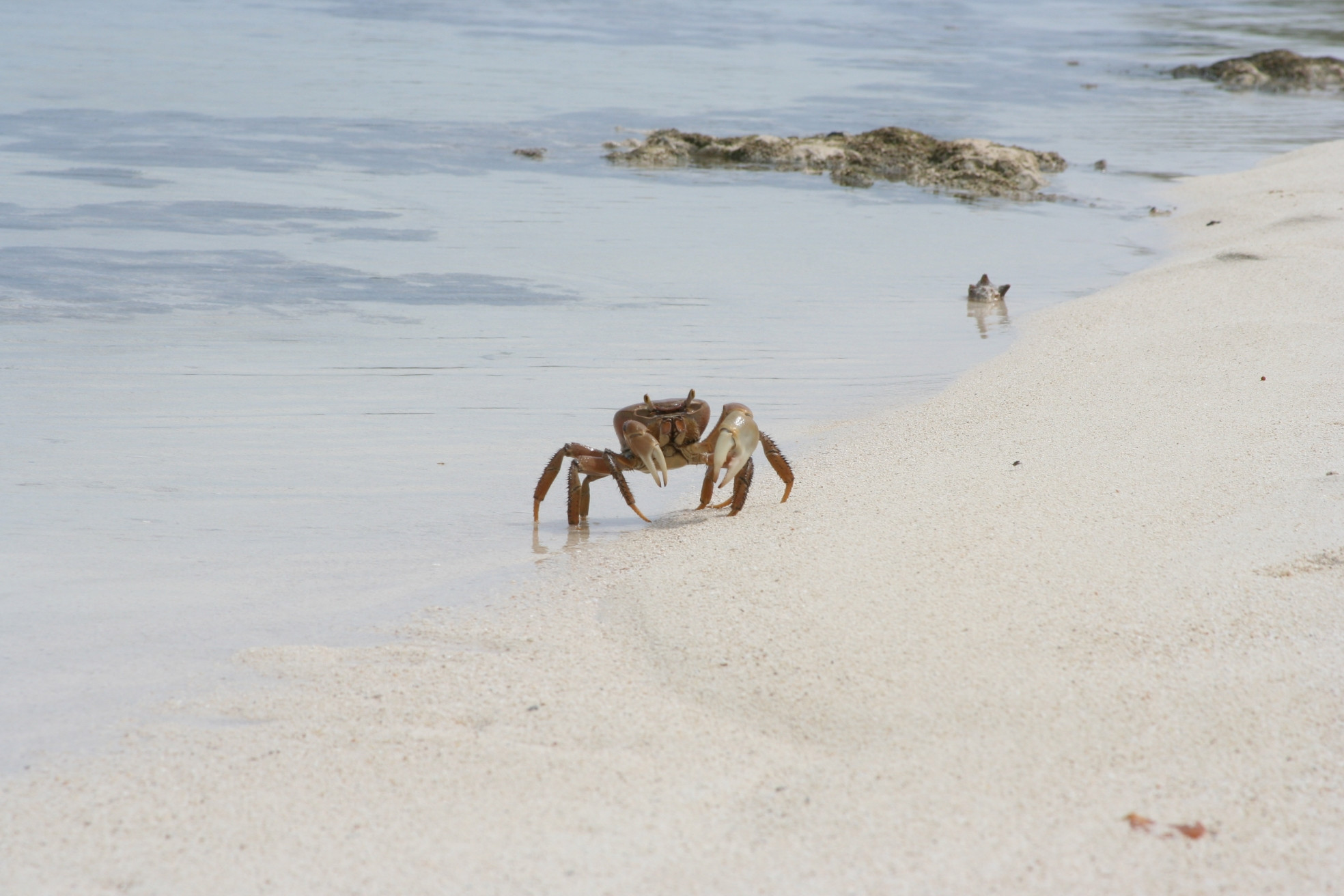 Краб на острове Андрос, Багамские острова. Фото 8 – фотографии Багамских островов