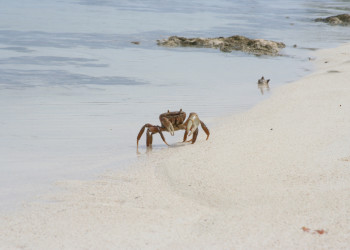 Краб на острове Андрос, Багамские острова. Фото 8 – фотографии Багамских островов