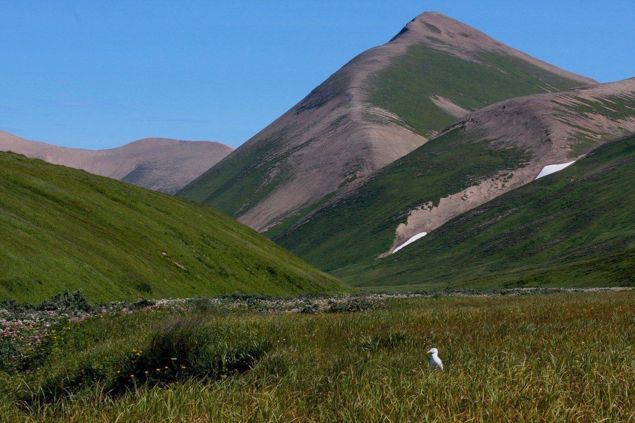 Командорский заповедник. Фото 7 – фотографии России