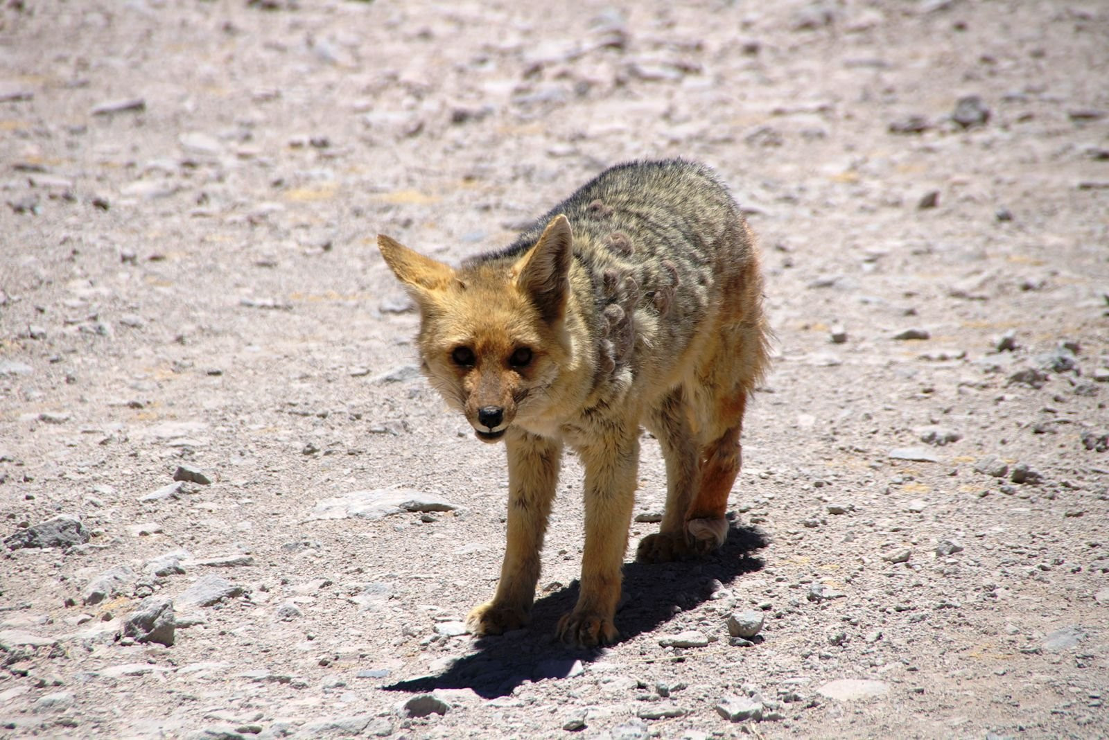Bolivia – фотографии Боливии