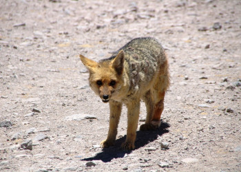 Bolivia – фотографии Боливии