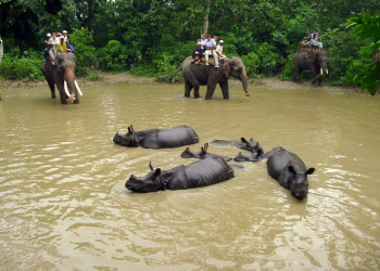 Сафари на слонах – фотографии Непала