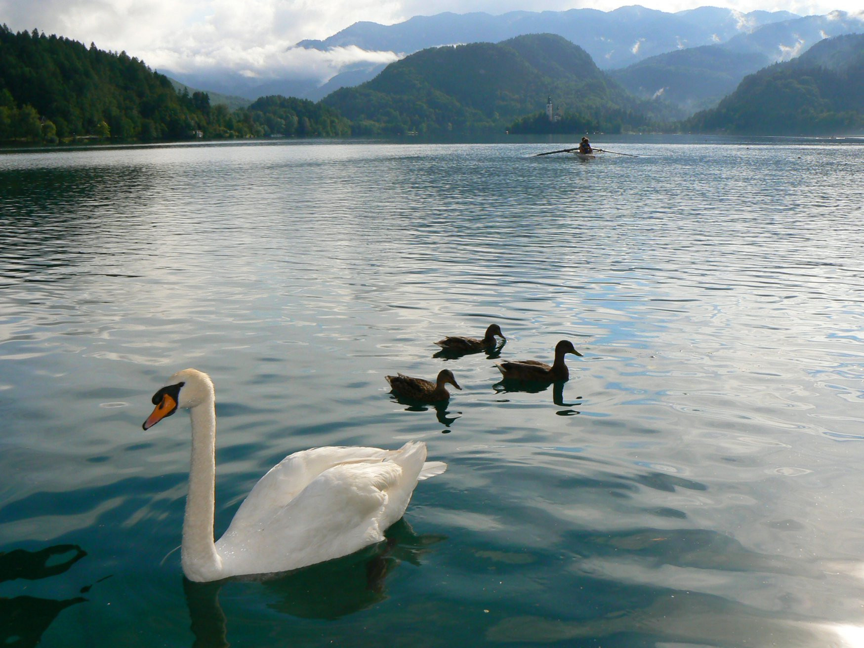 Блед Озеро, Словения, фото № 56825 – фотографии Словении