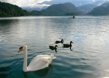 Блед Озеро, Словения, фото № 56825 – фотографии Словении