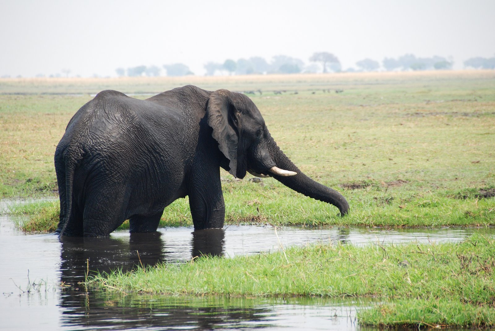 Chobe_elephant – фотографии Ботсваны