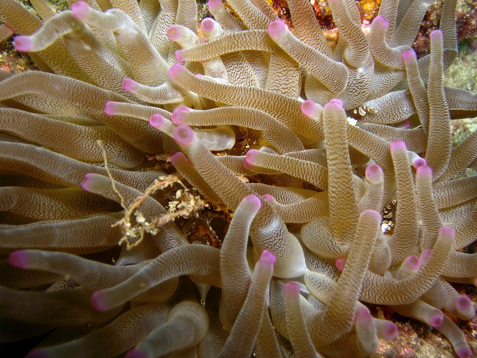 Гваделупа, фото № 3533 – фотографии Гваделупы