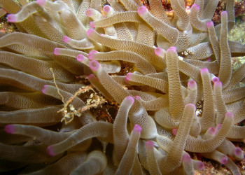 Гваделупа, фото № 3533 – фотографии Гваделупы