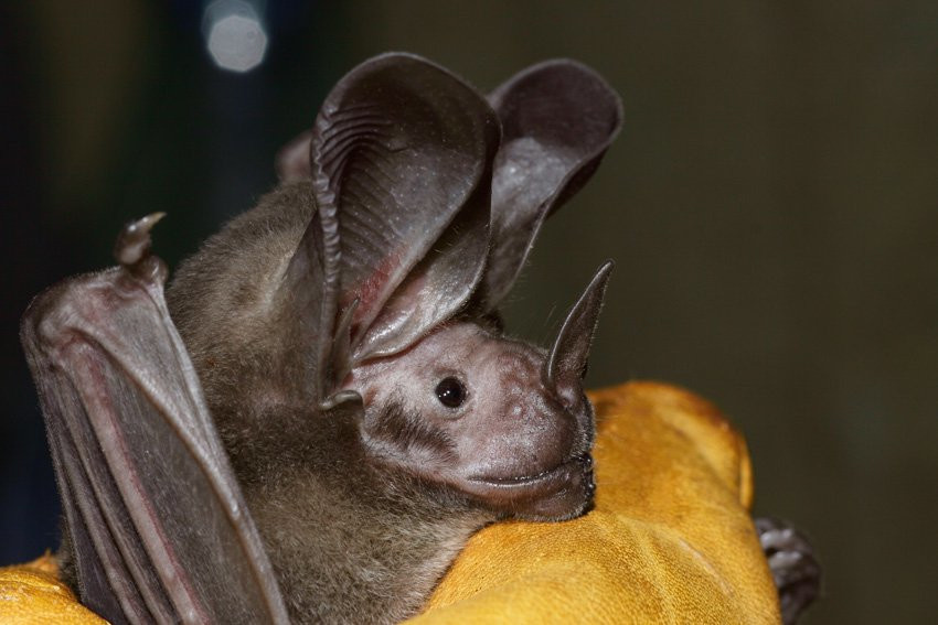 Французская Гвиана, фото № 2116 – фотографии Французской Гвианы