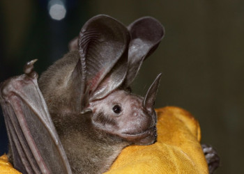 Французская Гвиана, фото № 2116 – фотографии Французской Гвианы