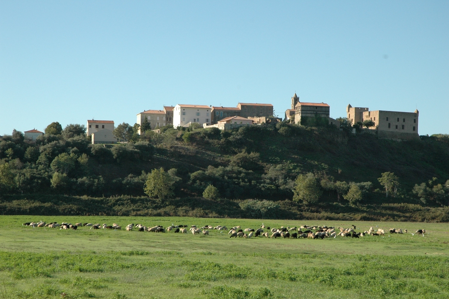 Животные в Алериа, Франция – фотографии Франции