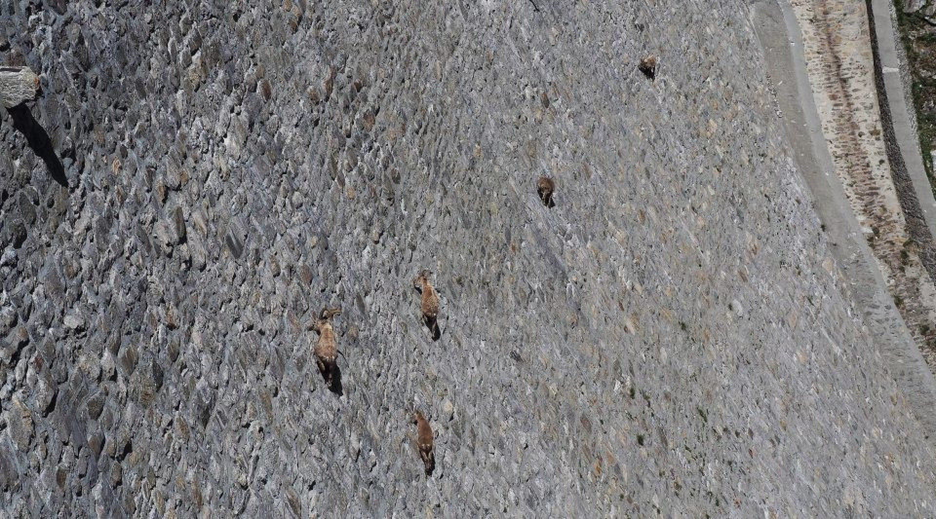 Козлы гуляют по стенам плотины в Италии – фотографии Италии