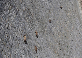 Козлы гуляют по стенам плотины в Италии – фотографии Италии