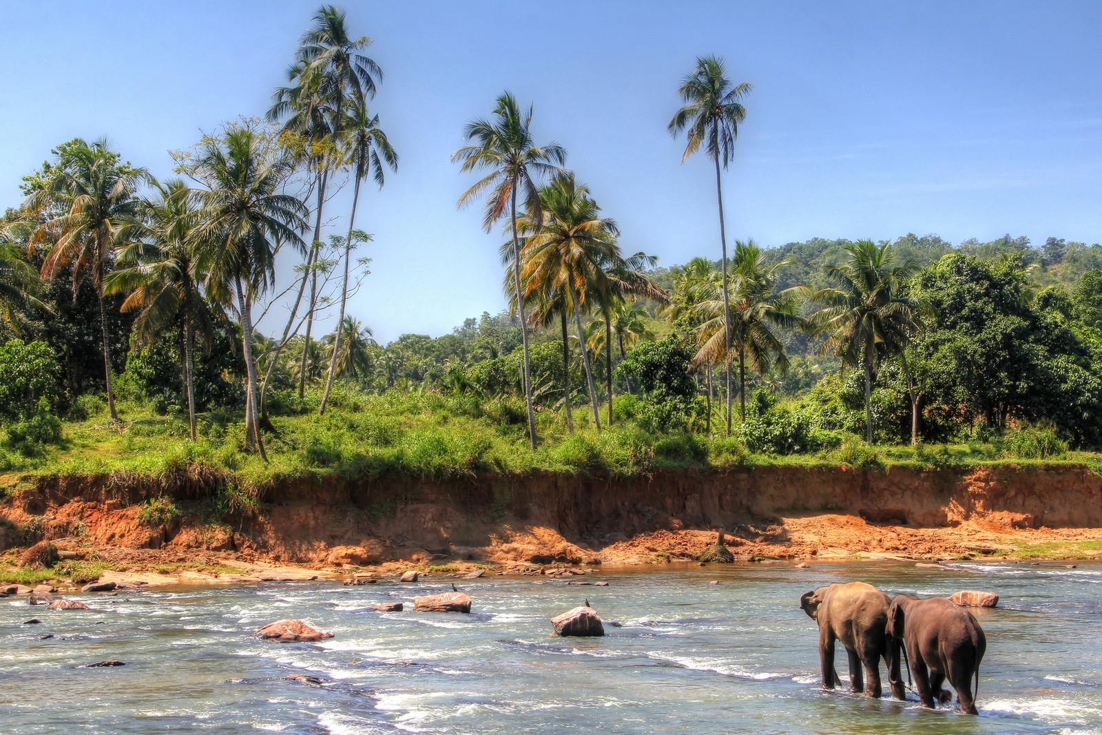 Слоновий питомник Пиннавела на острове Шри-Ланка. Фото 2 – фотографии Шри-Ланки