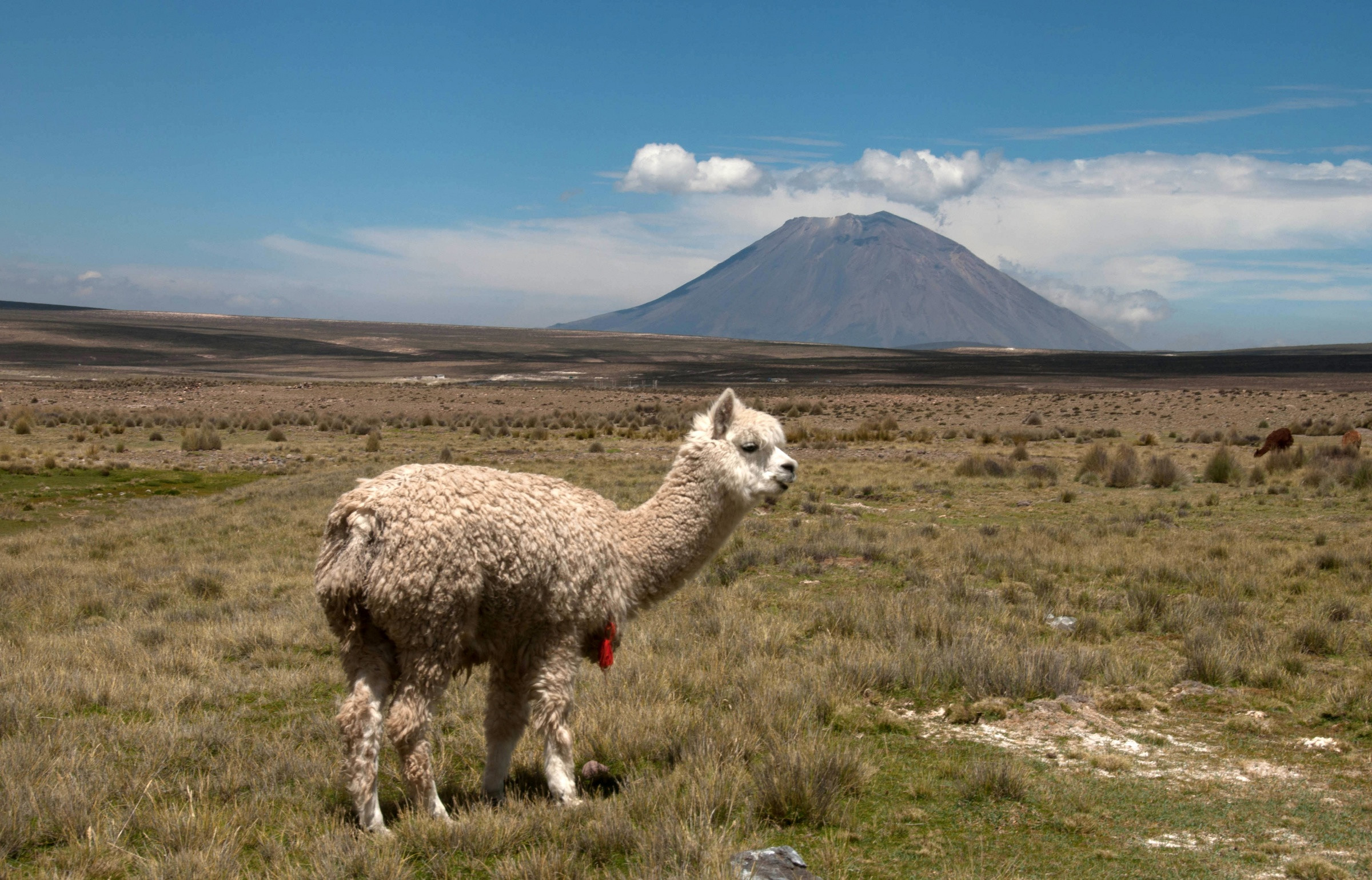 Альпака – фотографии Перу