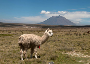 Альпака – фотографии Перу