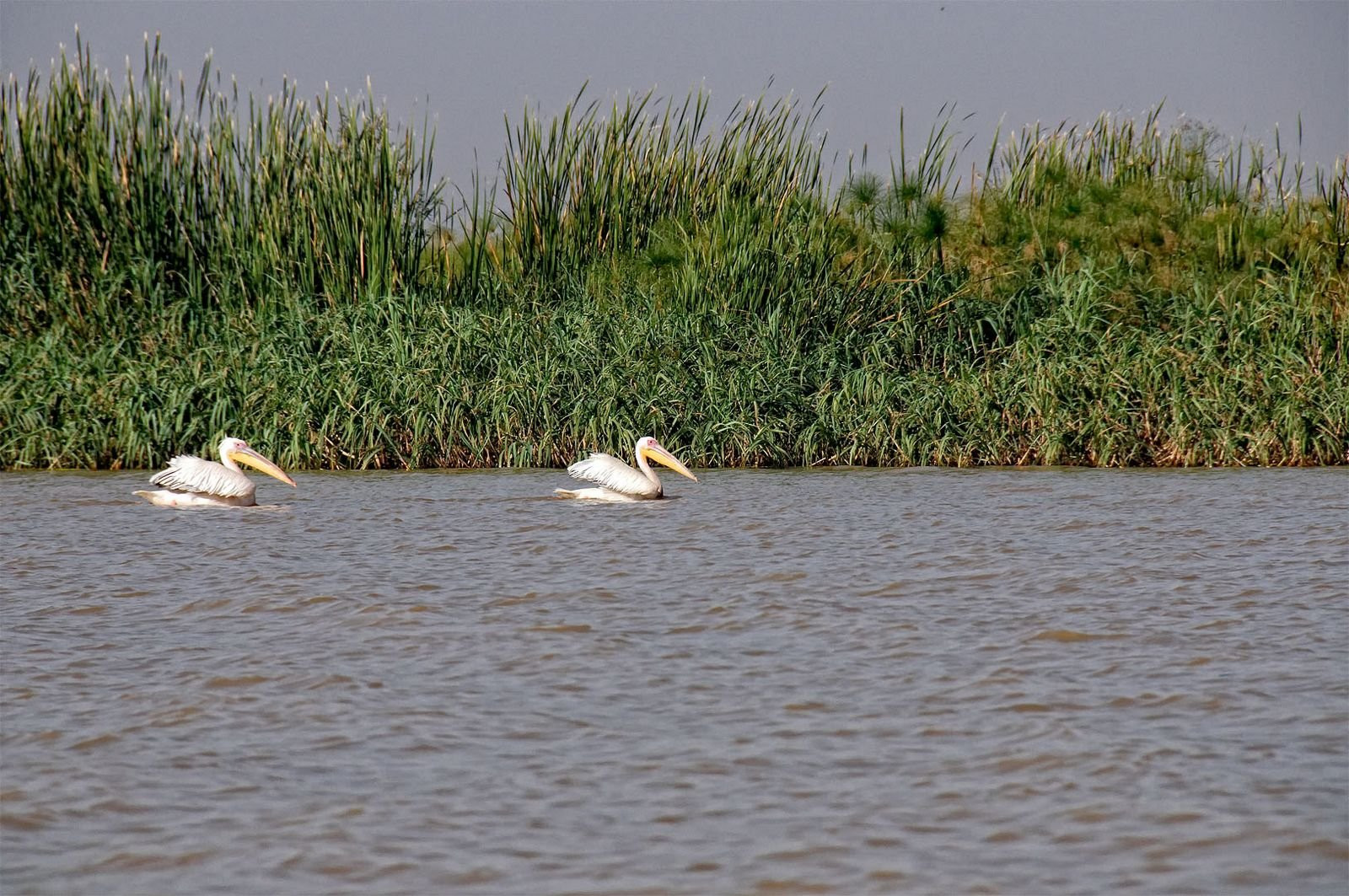 Река в Эфиопии. Фото 3 – фотографии Эфиопии