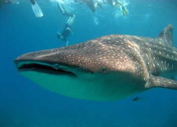 Китовая акула – фотографии Мальдивских островов