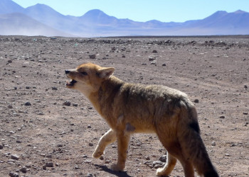 Боливия, фото № 2966 – фотографии Боливии