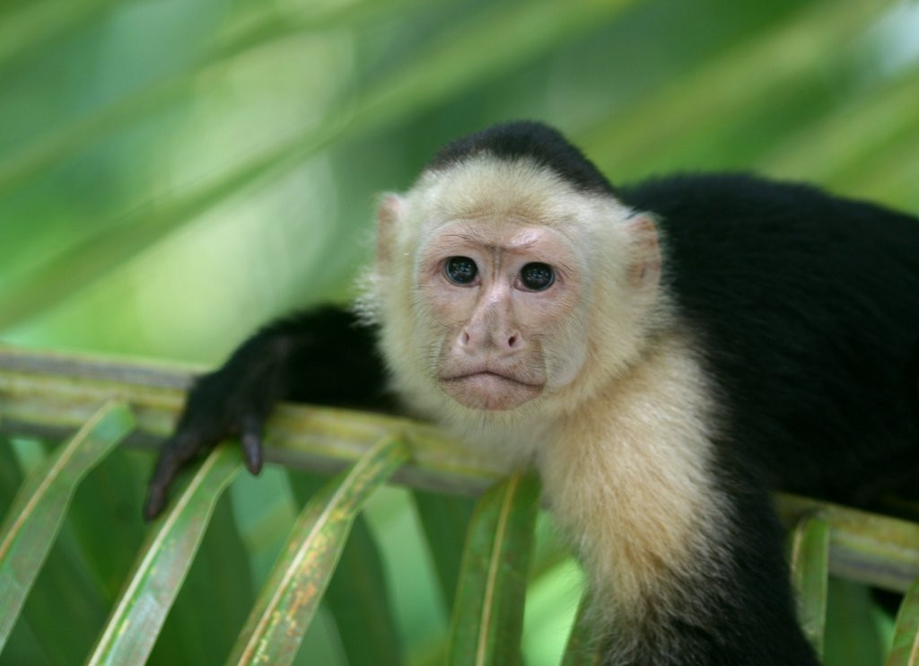 Мануэль Антонио Национальный Парк, Пунтаренас провинция, Коста-Рика, фото № 40672 – фотографии Коста-Рики