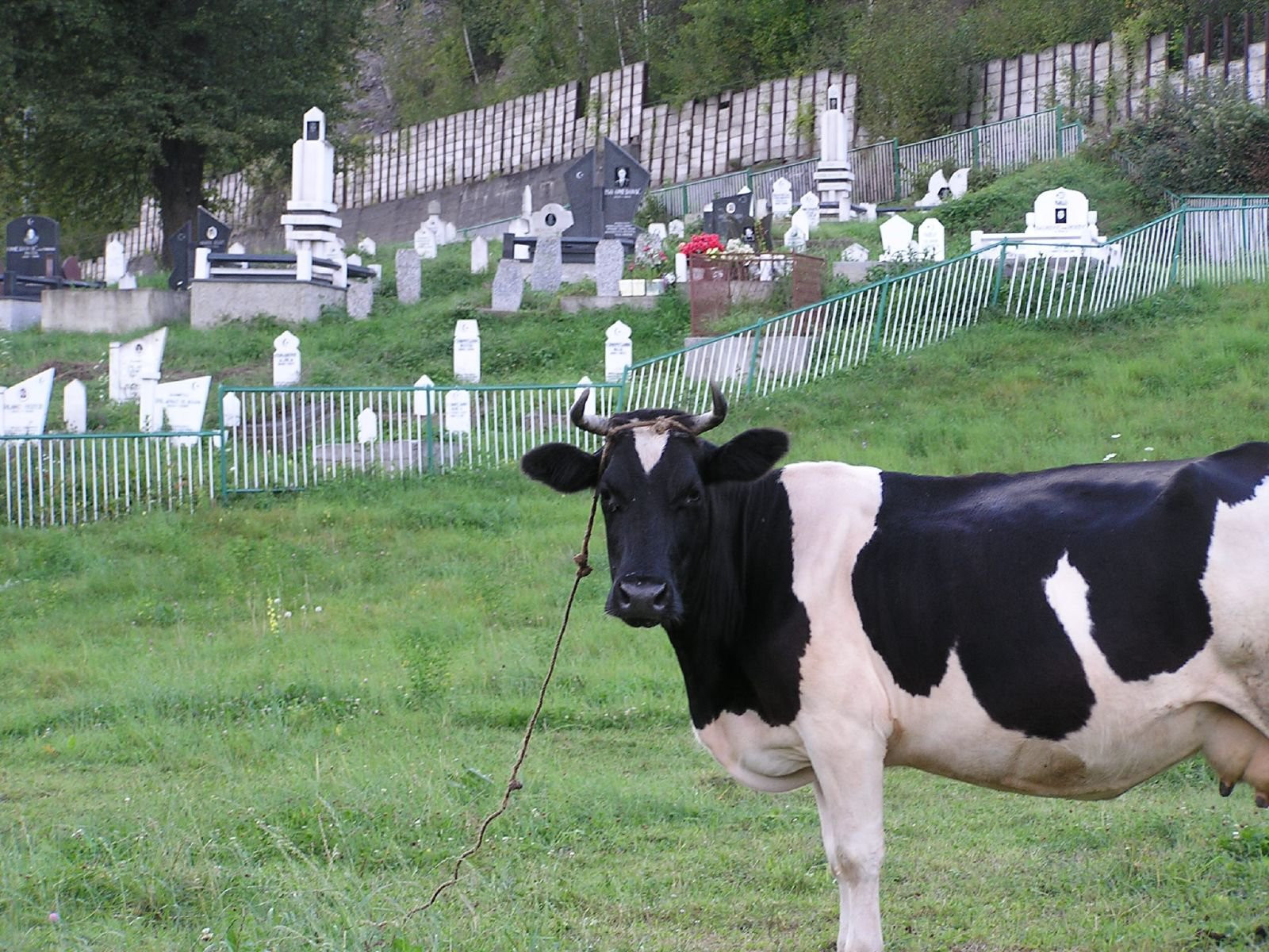 Корова в Биело-Поле, Черногория – фотографии Черногории