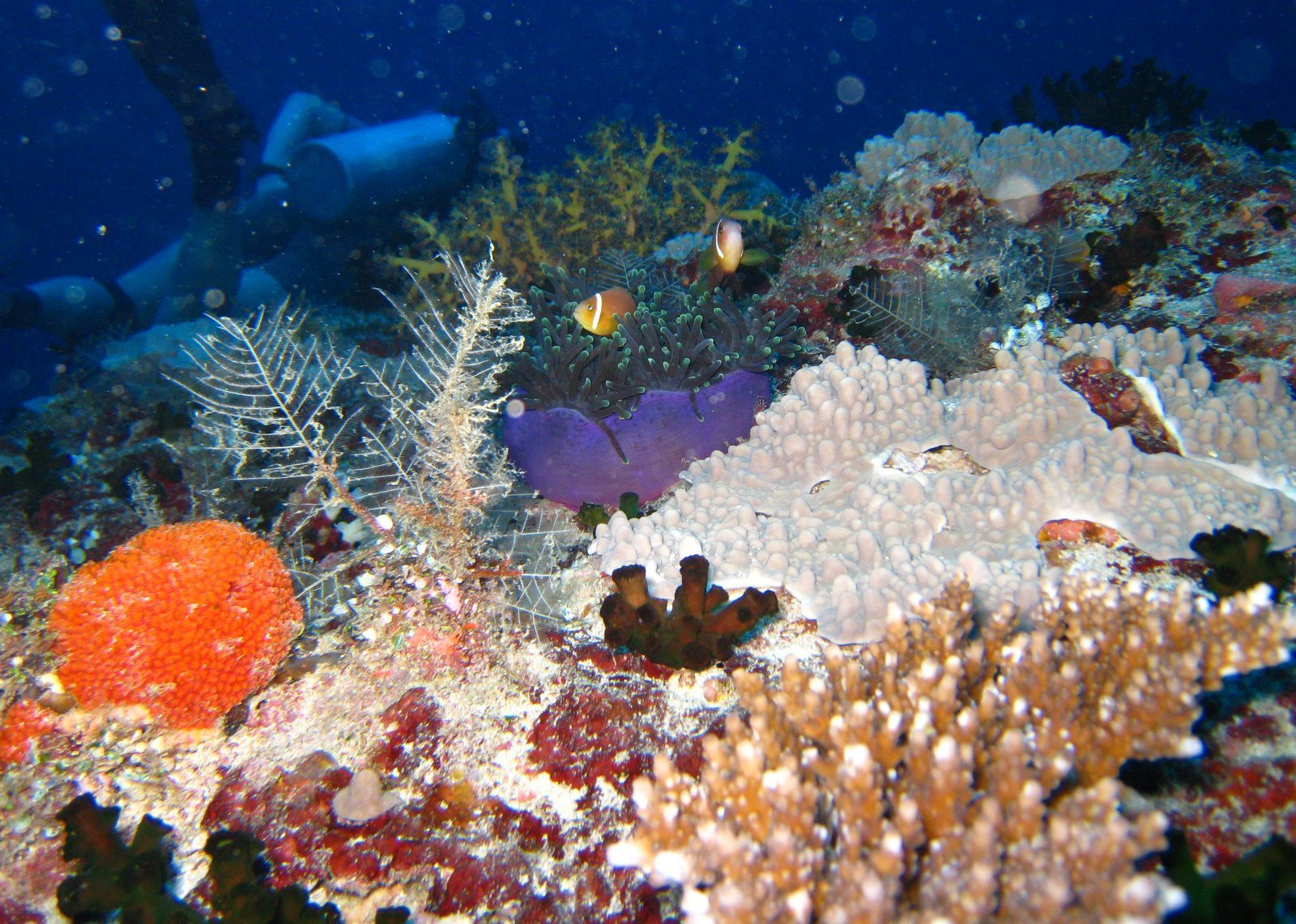 Кораллы на Мальдивах – фотографии Мальдивских островов