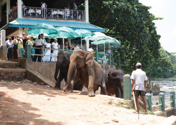 Слоновий питомник Пиннавела на Шри-Ланке – фотографии Шри-Ланки