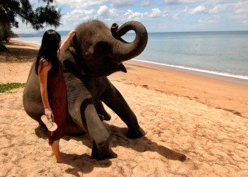 Слон на пляже в Май-Кхао-Бич, Тайланд – фотографии Таиланда