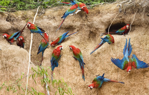 Заповедник Тамбопата – фотографии Перу