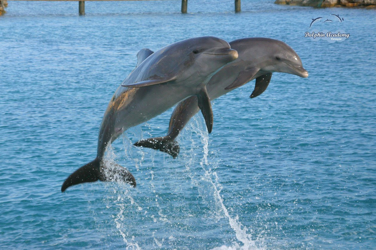 Кюрасао, фото № 4781 – фотографии Кюрасао