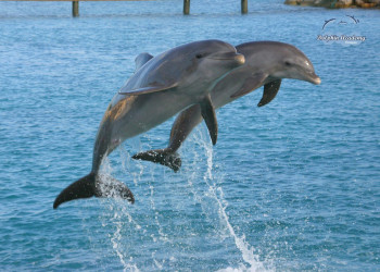 Кюрасао, фото № 4781 – фотографии Кюрасао