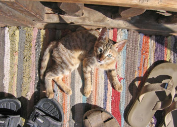 Дахаб, Египет, фото № 34957 – фотографии Египта