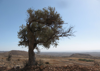 Кипр, фото № 747 – фотографии Кипра