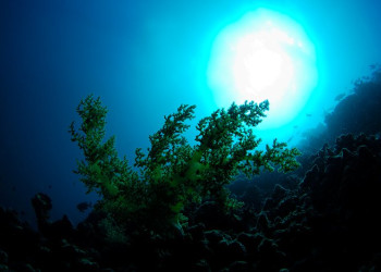 Дахаб, Египет, фото № 34969 – фотографии Египта