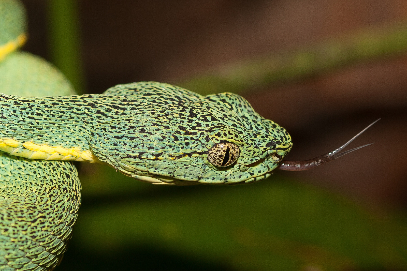 Змейка – фотографии Перу