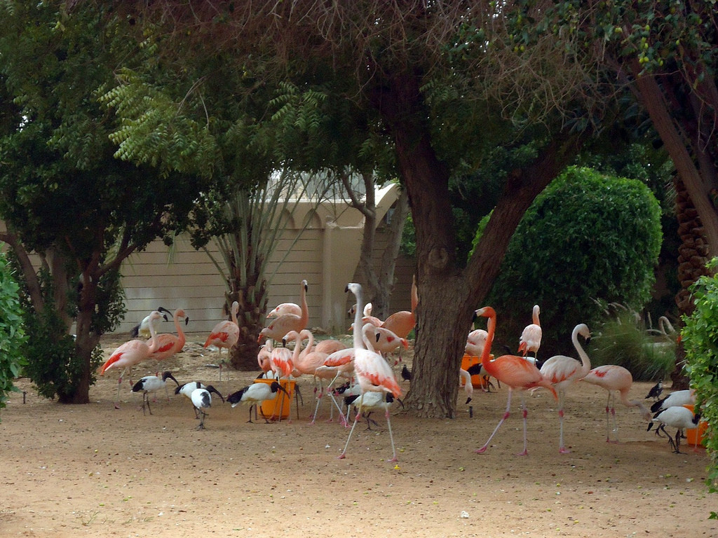 Зоопарк в Аль-Аине – фотографии ОАЭ