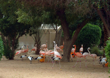 Зоопарк в Аль-Аине  – фотографии ОАЭ