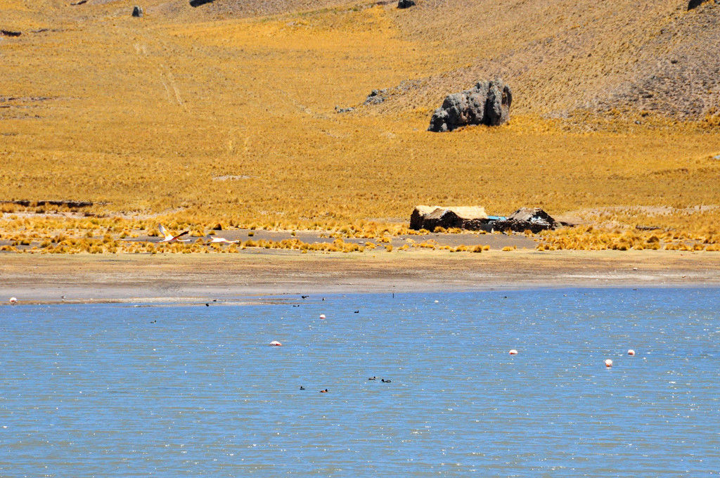 Заповедник Салинас и Агуада-Бланка – фотографии Перу