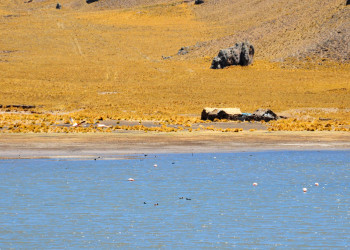 Заповедник Салинас и Агуада-Бланка – фотографии Перу